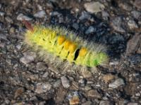 Buchen Streckfuß Raupe